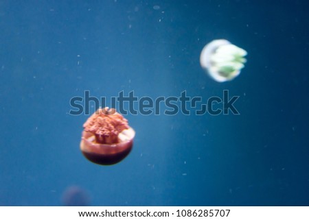 Blurry Out of Focus  Close up Horizontal Full length image of a breede jellyfish brown color and blue background