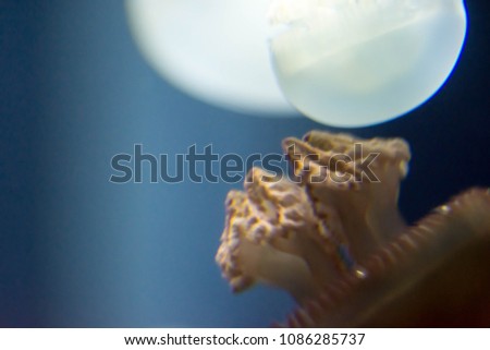 Close up macro Horizontal Full length image of a breede jellyfish brown color and blue background