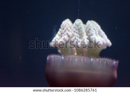 Blurry Out of Focus  Close up macro Horizontal Full length image of a breede jellyfish brown color and blue background