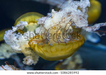 Background image of Chrysaora fuscescens macro close up shot. The Pacific sea nettle (Chrysaora fuscescens), or West Coast sea nettle, is a common free-floating scyphozoan