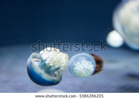 Blurry Out of Focus  Close up macro Horizontal Full length image of a breede jellyfish brown and blue color and blue background