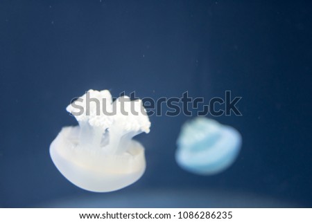 Blurry Out of Focus  Close up Horizontal Full length image of a breede jellyfish brown color and blue background