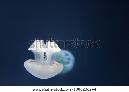 Close up Horizontal Full length image of a breede jellyfish brown color and blue background