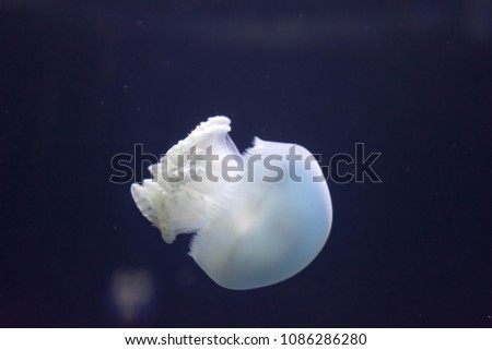 Blurry Out of Focus  Closeup macro Horizontal Full length image of a breede jellyfish white color and blue background