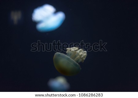 Blurry Out of Focus  Closeup macro Horizontal Full length image of a breede jellyfish brown color and blue background