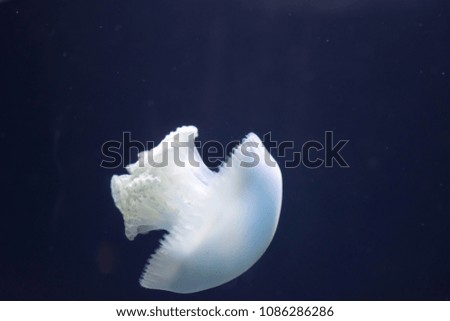 Blurry Out of Focus  Close up macro Horizontal Full length image of a breede jellyfish white color and blue background