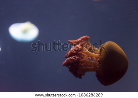 Closeup macro Horizontal Full length image of a breede jellyfish white color and blue background