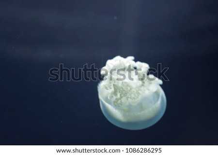 Blurry Out of Focus  Closeup macro Horizontal Full length image of a breede jellyfish white color and blue background