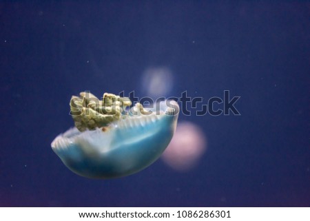 Blurry Out of Focus  Close up macro Horizontal Full length image of a breede jellyfish blue color and blue background