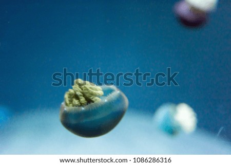 Blurry Out of Focus  Close up macro Horizontal Full length image of a breede jellyfish blue color and blue background