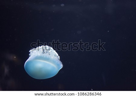 Close up macro Horizontal Full length image of a breede jellyfish blue color and blue background