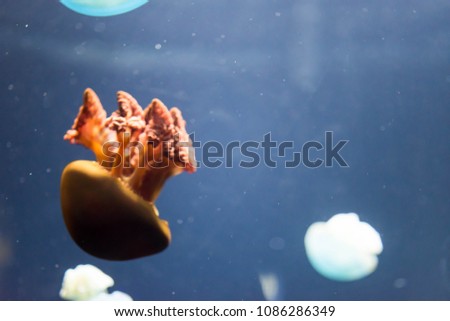 Blurry Out of Focus  Close up macro Horizontal Full length image of a breede jellyfish brown color and blue background