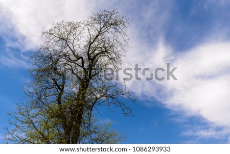 lonely tree against a backdrop of the beautiful blue sky