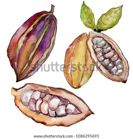 Exotic baobab healthy food in a watercolor style isolated. Full name of the fruit: baobab. Aquarelle wild fruit for background, texture, wrapper pattern or menu.