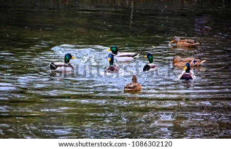Group of beautiful ducks swimming on a lake. Mallard ducks. Rural environment. Waterfowl.