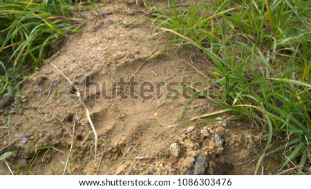 Bear footprint on the ground. Slovakia