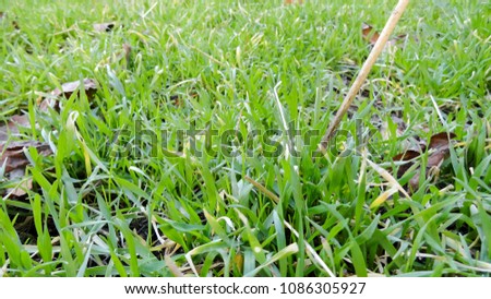 Photo of a bright green spring young grass lit by the sun.