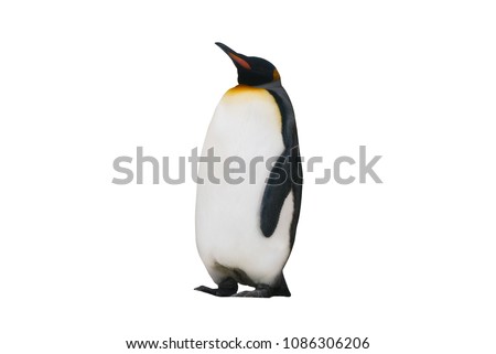 imperial penguin on a white background isolated