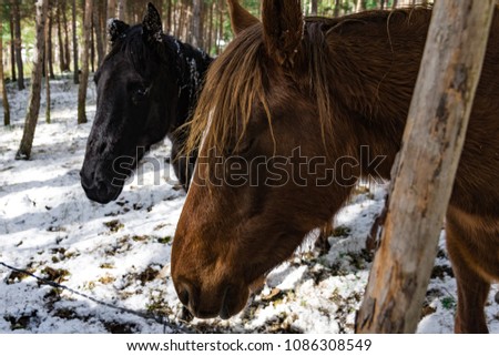 Horses in the snow