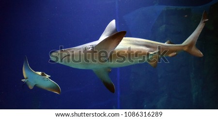 Shark underwater on the sea