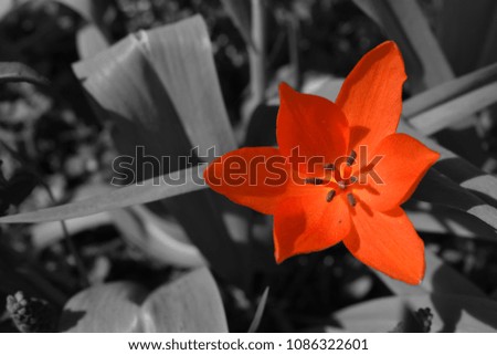 Red flower in a black and white background