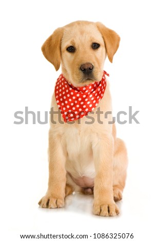 Labrador puppy with neckerchief isolated on white background Royalty-Free Stock Photo #1086325076