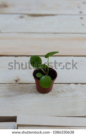 
Pilea baby. Pilea peperomioides, money plant in the pot. Isolated. Wooden background.
