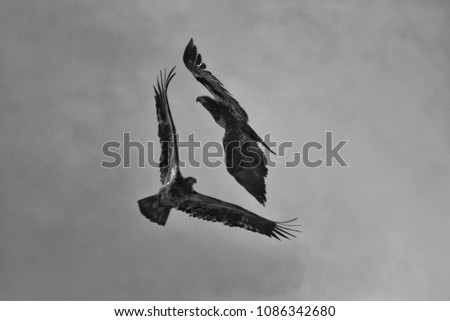 combat black and white bald eagle's 