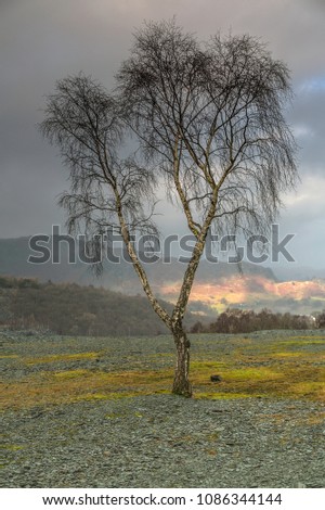 Single silver birch at Hodge Mine in the Lake District