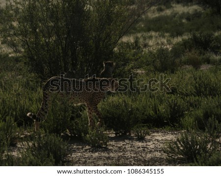 Cheetah in the Kgalagadi Transfrontier National Park