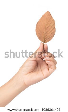 hand holding dry leaf isolated on white background 