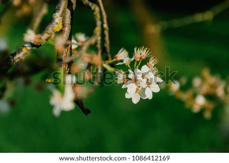 blossoming cherry tree nature background
