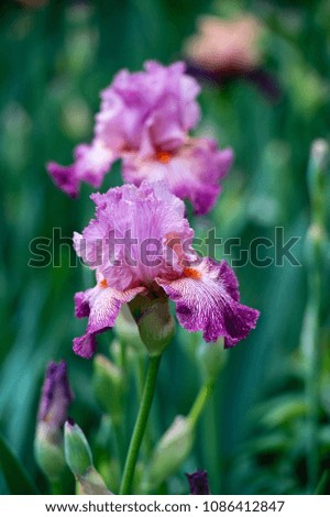 
Colorful irises in the garden, perennial garden. Gardening. Bearded iris