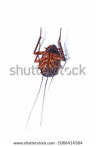 Cockroach upside down on white background