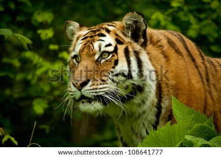 Face of tiger with high concentration, trees background