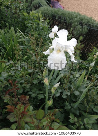 Various colors of flowers in May : white iris