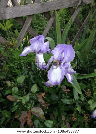 Various colors of flowers in May ; violet irises.