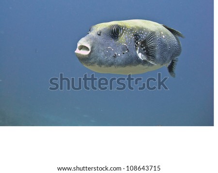 Giant colored puffer fish in Andaman Sea, Similan Islands Koh Bon