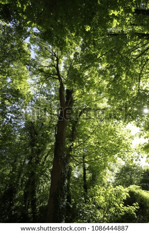 View from bellow of green foliage. Pattern of trunks and branches in a french forest. Light and sky visible through the leaves. Natural landscape picture with high trees. Wild environment. 