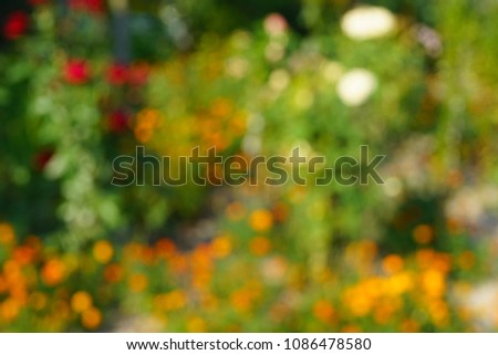 Abstract background with blurred flowers in the garden in sommer time.
