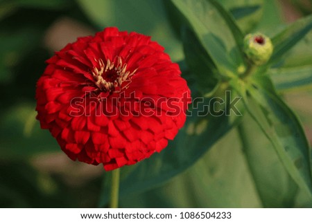 Red zinnia flower blooming in garden Tropical plants bloom in Asian gardens.