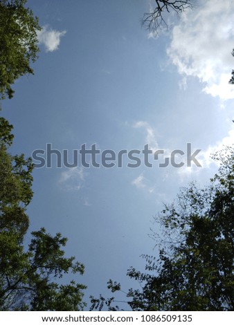 the beautiful sky with the treetop ,ant eyes view 