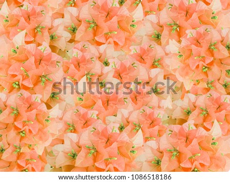 Full boom old rose bouquet Bouginvillea flowers for background textured