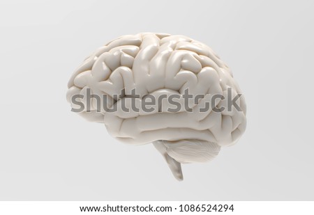 3D white glossy brain rendering isolated on gray background with clipping path for use in any backdrop