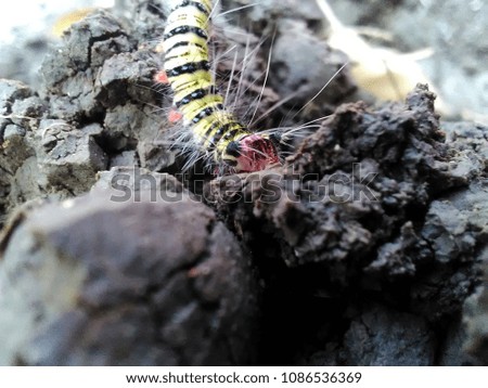  caterpillar on the ground
