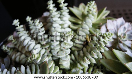 Beautiful close up pictures of succulent plants