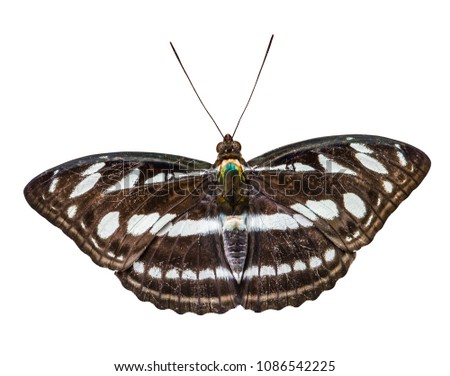 great sergeant butterfly (Athyma larymna) isolated on white background