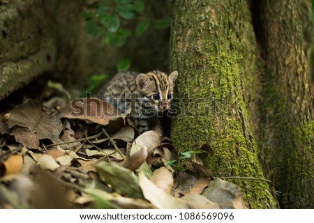 Leopard cat is wild animal live in tropical rain forest, Thailand, South east Asia. they are rare species.It is a small tiger mammal.As a predator,
catch small animals for food.