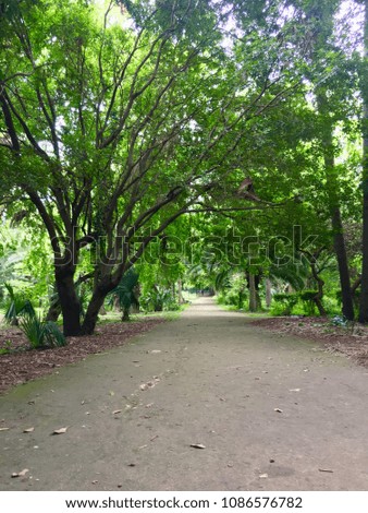 tree path in Botanical test Garden of Hamma in Algiers.
