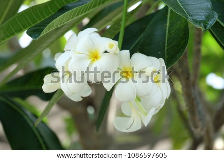 White flowers,white pagoda tree